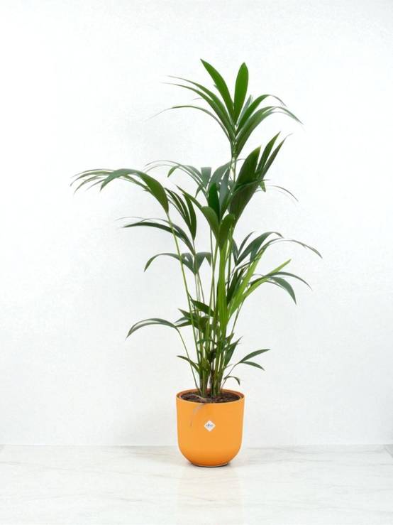 La Green Touch - Palmier Kentia et son pot - Blanc + Reservoir - Image 2