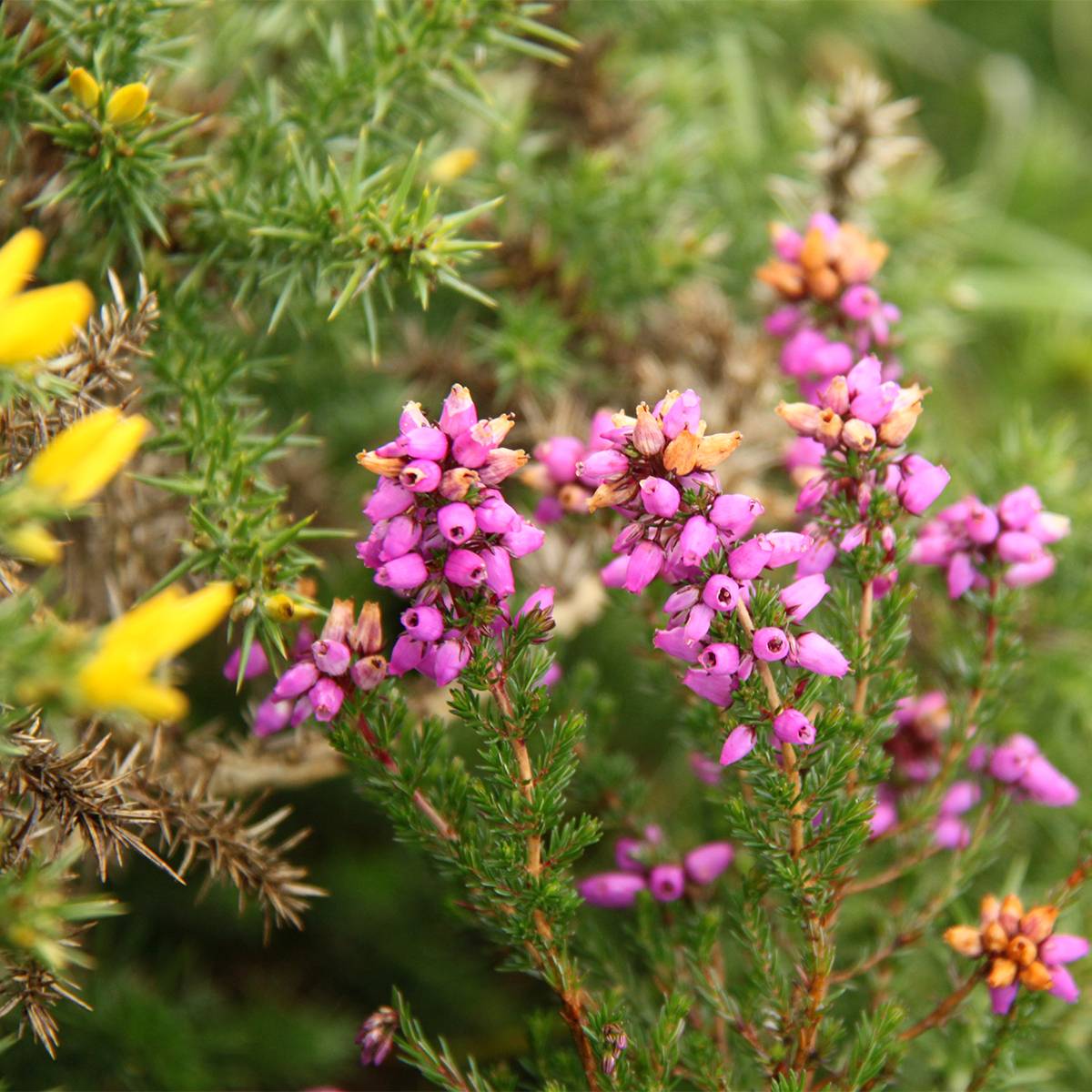 Bruyère cendrée - Erica cinerea Pot de 10 cm/11cm - Image 1