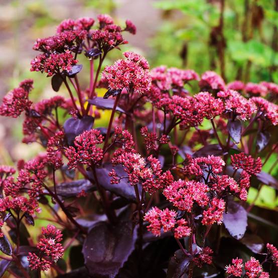 Promesse de Fleurs - Sedum ou Hylotelephium Touchdown Teak - Orpin d'automne Pot de 2L/3L