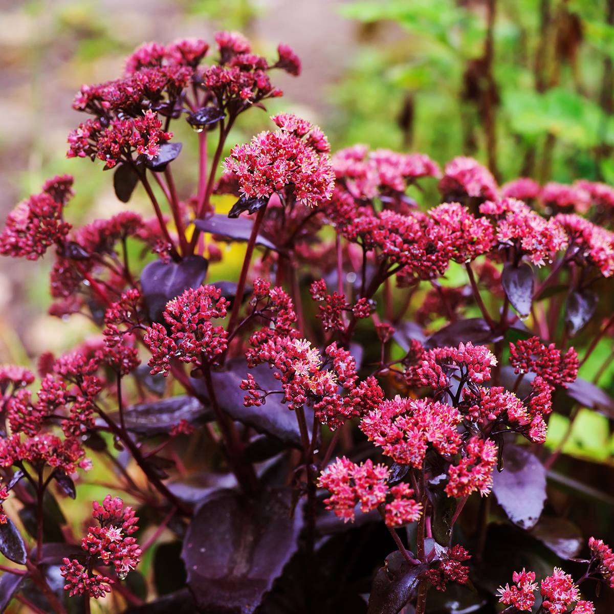 Promesse de Fleurs - Sedum ou Hylotelephium Touchdown Teak - Orpin d'automne Pot de 2L/3L