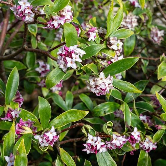 Promesse de Fleurs - Daphne Perfume Princess - Daphné parfumé Pot de 2L/3L - Image 1