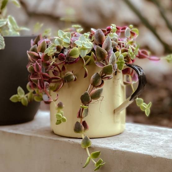 Crassula Desert Diamond Pot de 3L/4L