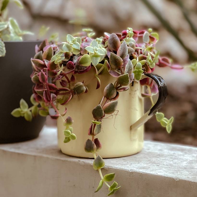 Crassula Desert Diamond Pot de 3L/4L