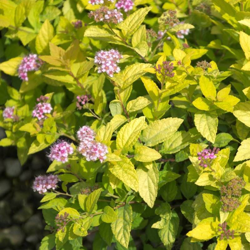 Spirée du Japon Goldmound, Spiraea à fleurs Rose - feuillage Caduc - Pot de 3L - 20/40 cm-  hauteur à maturité De 0,50 m à 1,00 m - Imagen 2