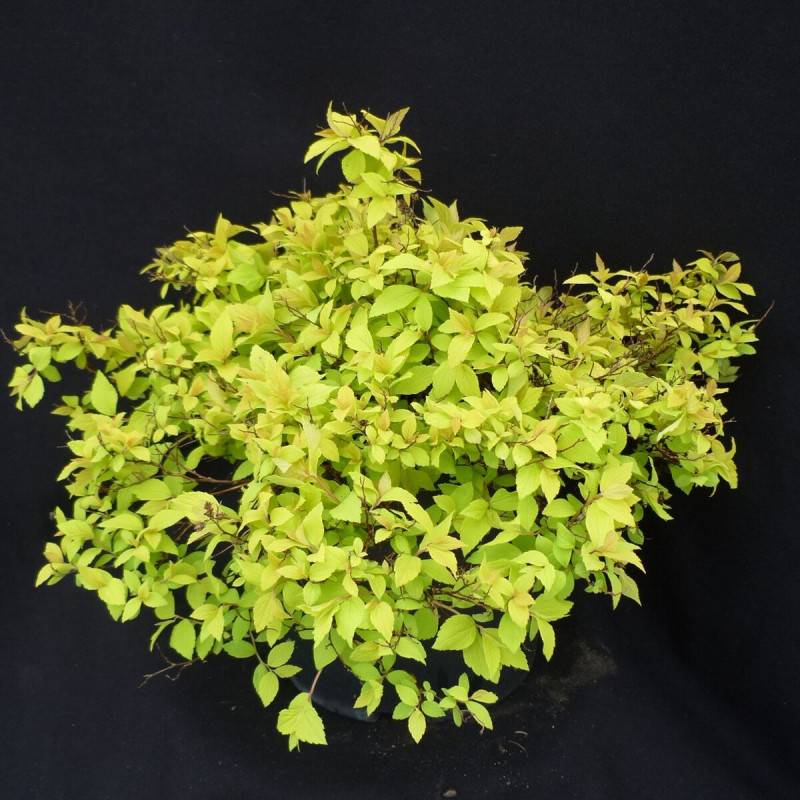 Spirée du Japon Goldmound, Spiraea à fleurs Rose - feuillage Caduc - Pot de 3L - 20/40 cm-  hauteur à maturité De 0,50 m à 1,00 m - Imagen 4