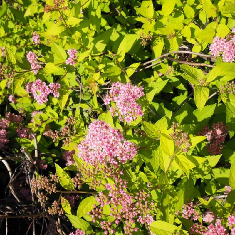 Spirée du Japon Goldmound, Spiraea à fleurs Rose - feuillage Caduc - Pot de 3L - 20/40 cm-  hauteur à maturité De 0,50 m à 1,00 m - Imagen 7