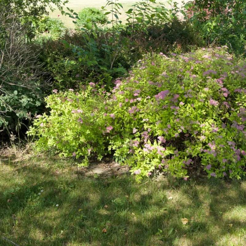 Spirée du Japon Goldmound, Spiraea à fleurs Rose - feuillage Caduc - Pot de 3L - 20/40 cm-  hauteur à maturité De 0,50 m à 1,00 m - Imagen 10