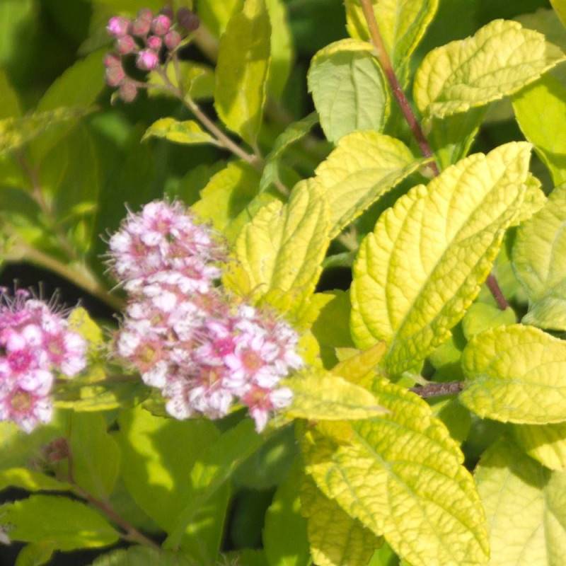 Spirée du Japon Goldmound, Spiraea à fleurs Rose - feuillage Caduc - Pot de 3L - 20/40 cm-  hauteur à maturité De 0,50 m à 1,00 m - Imagen 3