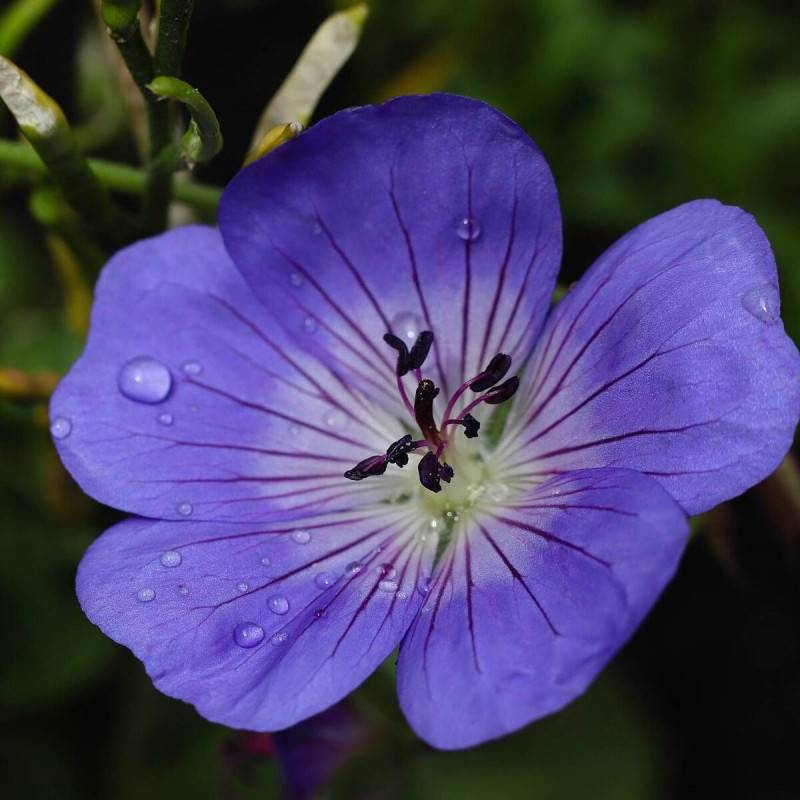 Géranium vivace Gravetye à fleurs Bleue/ - feuillage Semi-Persistant - Godet - 5/20 cm - Imagen 1