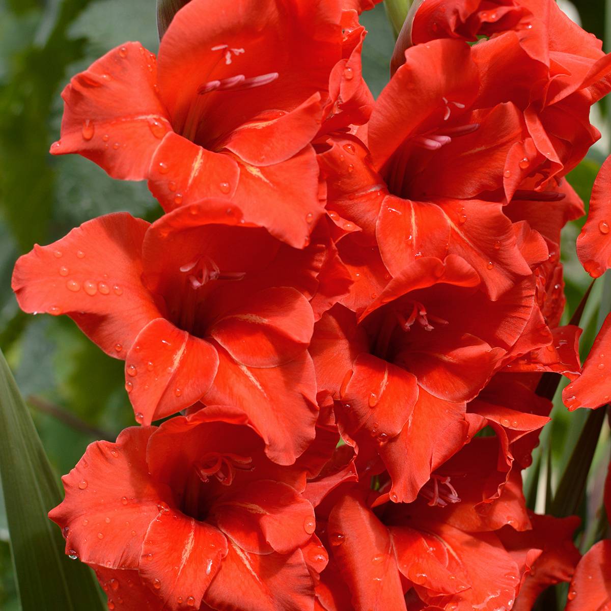 Promesse de Fleurs - Glaïeul à petites fleurs Gladdies Peter Bulbe calibre 8+ (par 20)