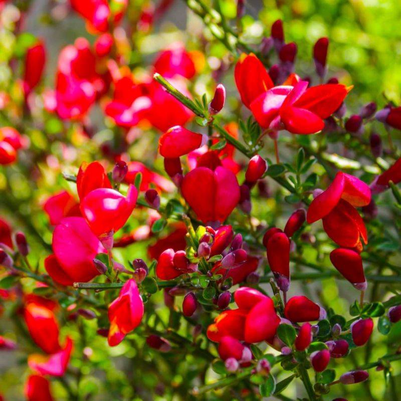 Genêt à balais 'Boskoop Ruby' (Cytisus 'Boskoop Ruby') - Godet - Taille 13/25cm - Pépinières Naudet