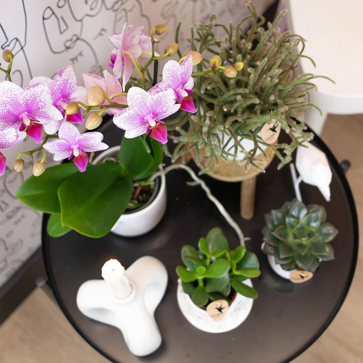 La Green Touch - Orchidée Phalaenopsis Rose - D9 H45cm - Image 5