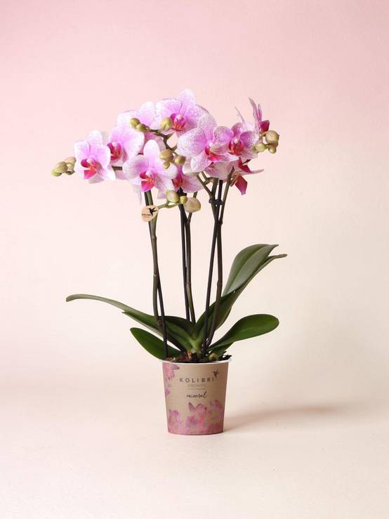 La Green Touch - Orchidée Phalaenopsis Rose - D9 H45cm - Image 1