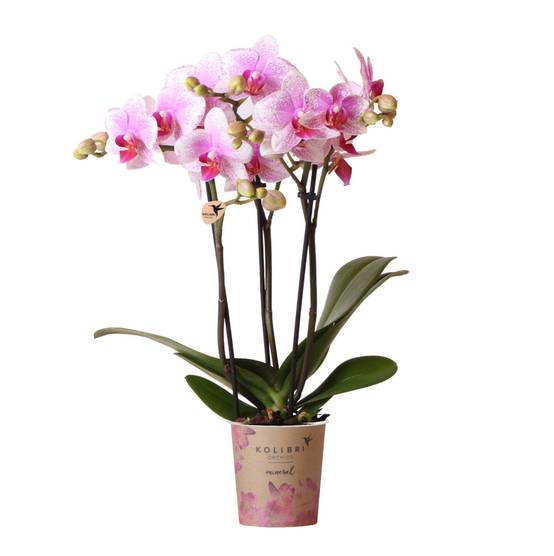 La Green Touch - Orchidée Phalaenopsis Rose - D9 H45cm - Image 3