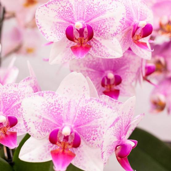La Green Touch - Orchidée Phalaenopsis Rose - D9 H45cm - Image 2
