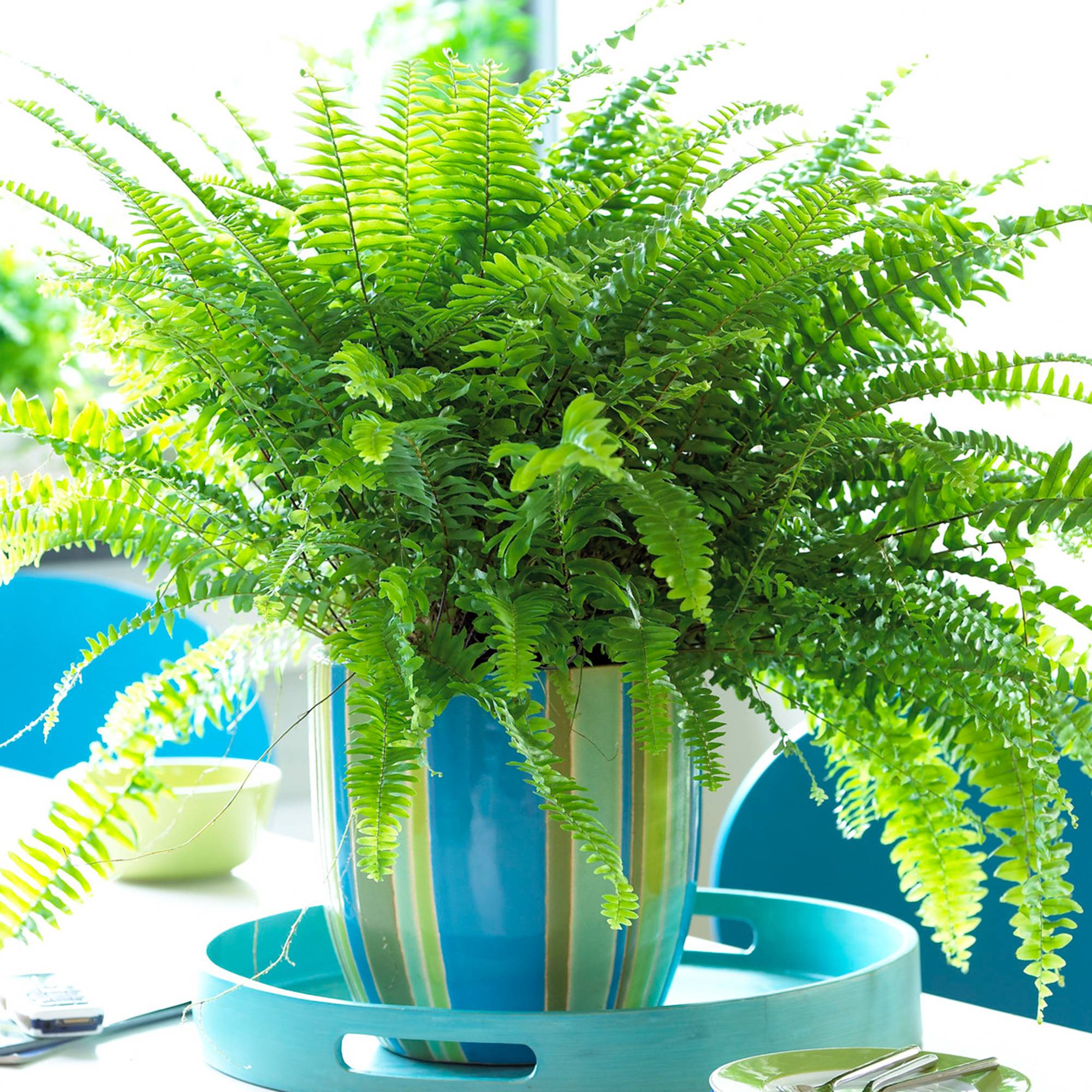 Gardenersdream - Fougère De Boston | Plante De Qualité Supérieure En Vente Cadeau | De 25 À 35 Cm En Pot - GardenersDream - Imagen 1
