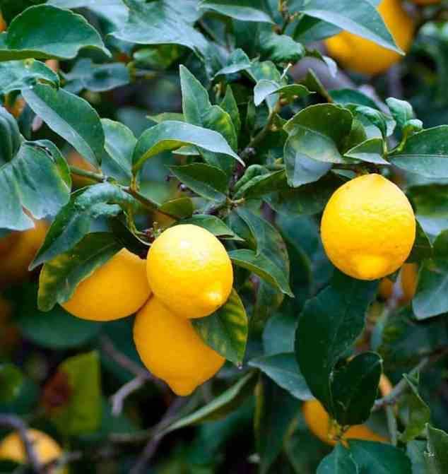 Sans Marque - Citrus limon (citronnier) Couleur floraison:Blanc - Taille:Pot de 25L - 160/180cm - Imagen 2