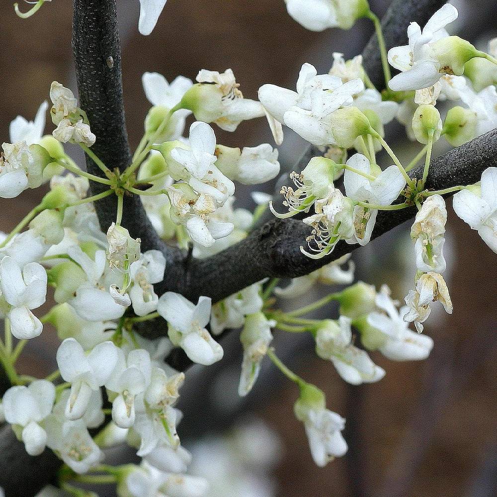 Cercis de Chine Shirobana, Arbre de Judée, Gainier de Chine à fleurs Rose/ - feuillage Caduc - Pot de 15L - Baliveau