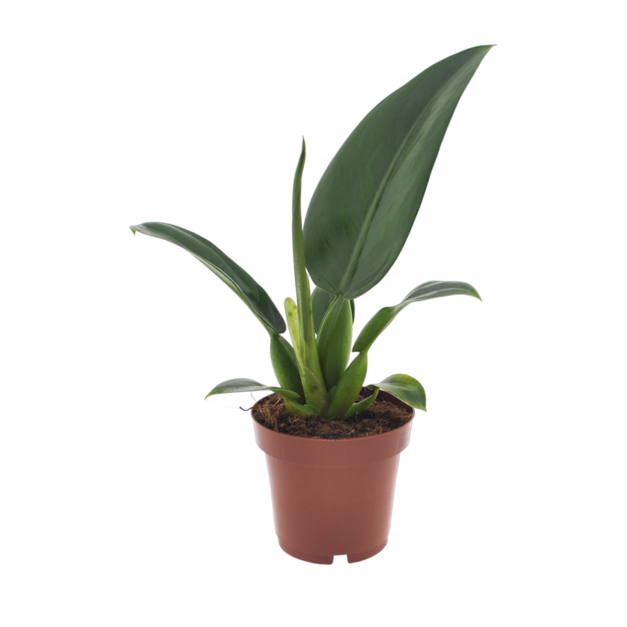 Philodendron Pacova 25cm - Plante d'intérieur- La Green Touch - Imagen 1