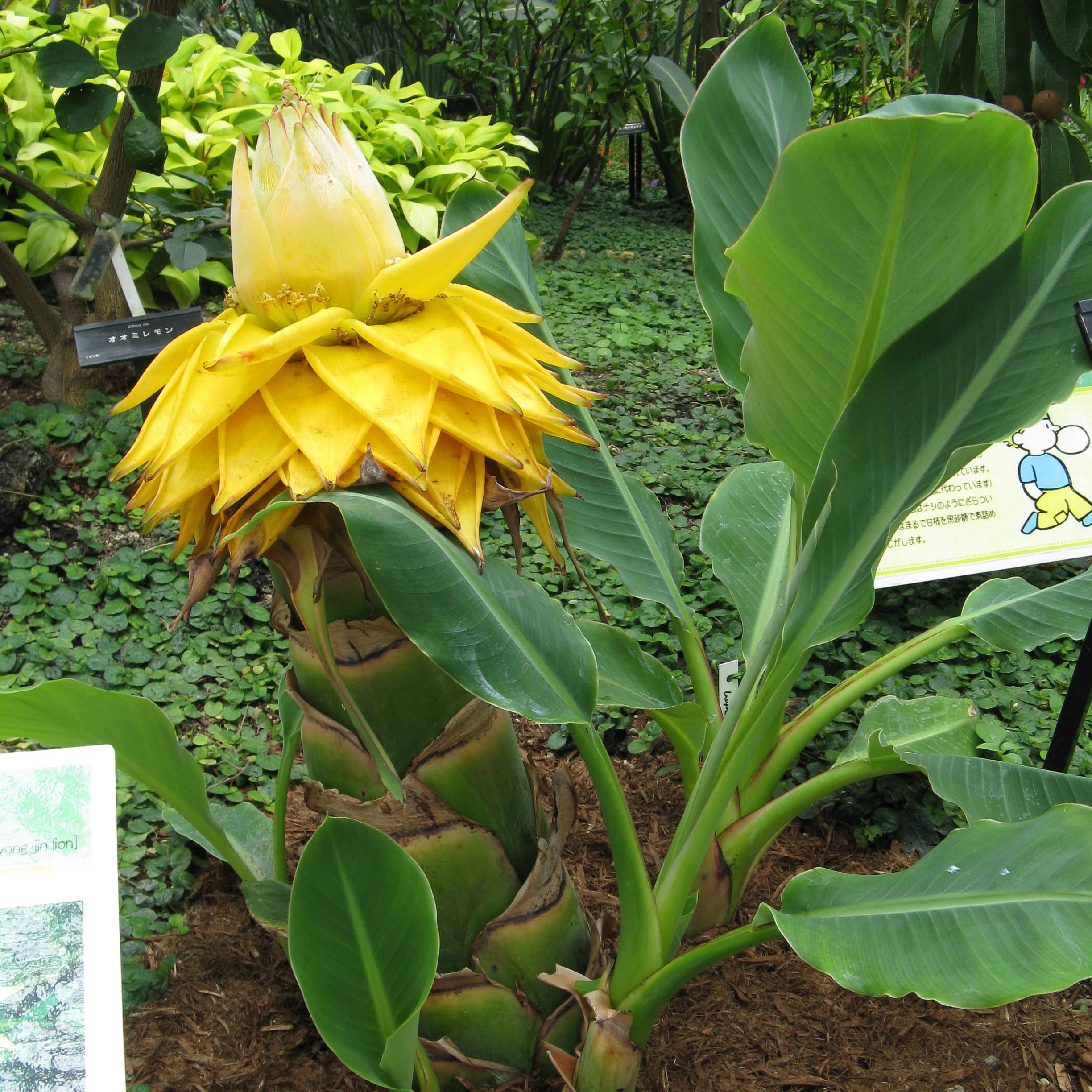 Musella lasiocarpa - Bananier nain Pot de 4L/5L