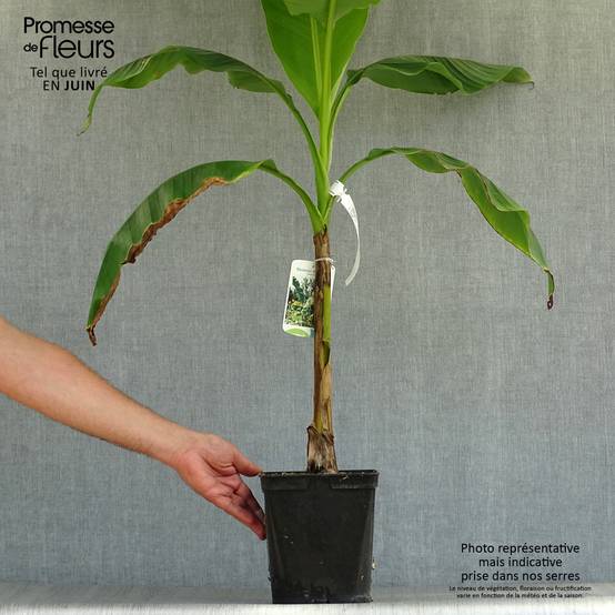 Musella lasiocarpa - Bananier nain Pot de 4L/5L - Image 2