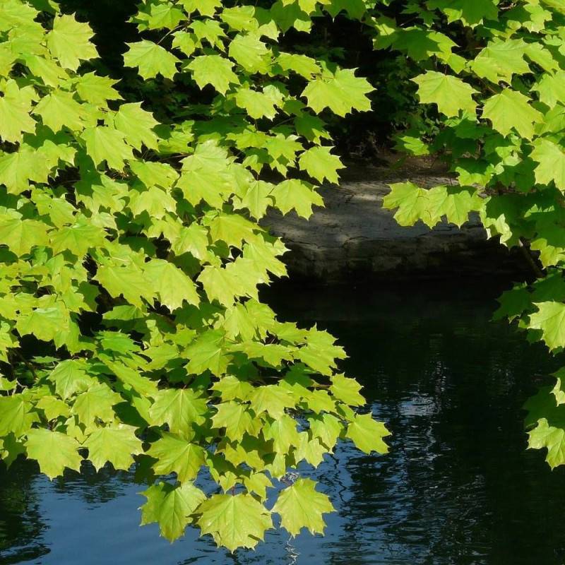 Érable plane, Acer platanoides - Pot de 30L - Tige 8/10 - 175/200 cm - Image 7