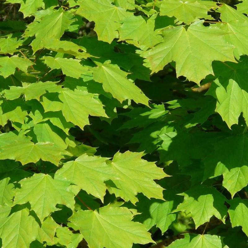Érable plane, Acer platanoides - Pot de 30L - Tige 8/10 - 175/200 cm - Image 6