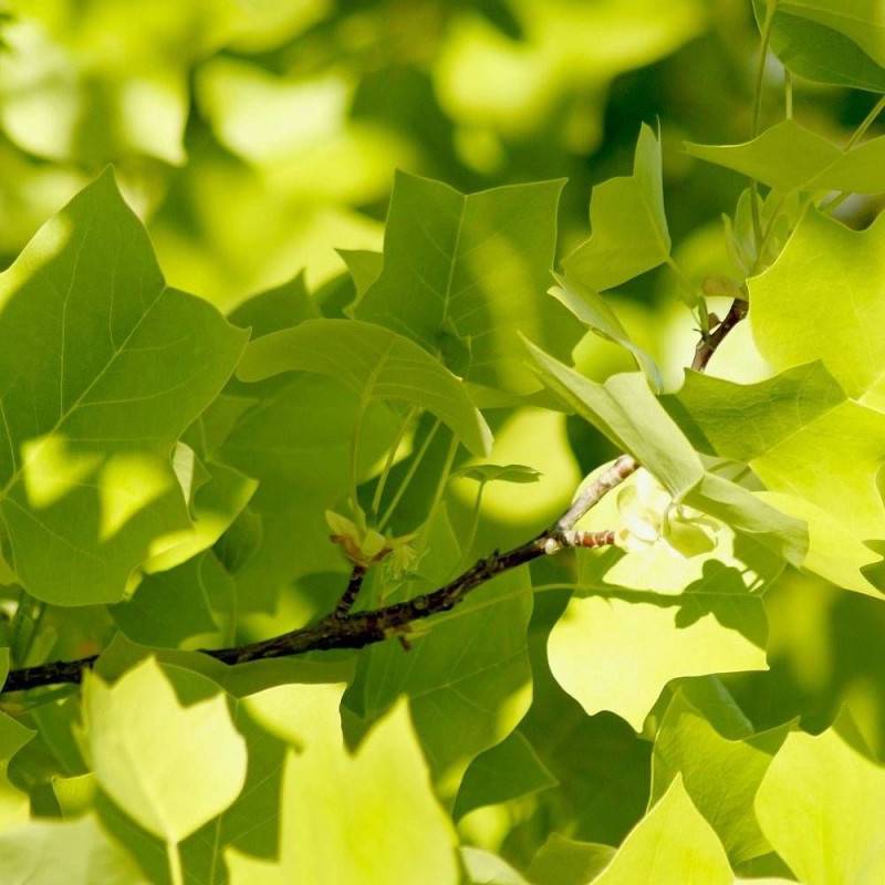 Érable plane, Acer platanoides - Pot de 30L - Tige 8/10 - 175/200 cm - Image 4