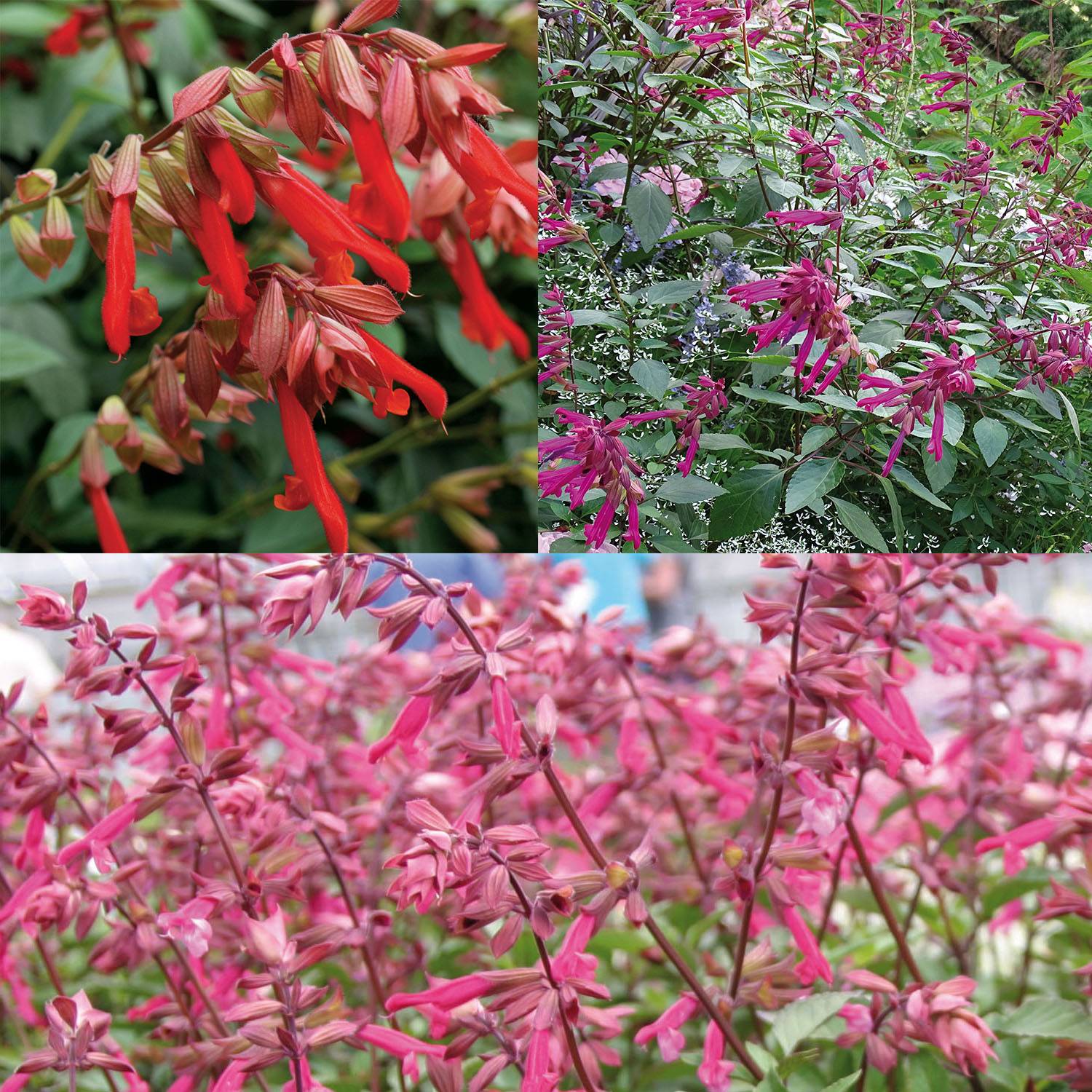 Collection de 3 Sauges hybrides Wish - Collection de 3 plantes