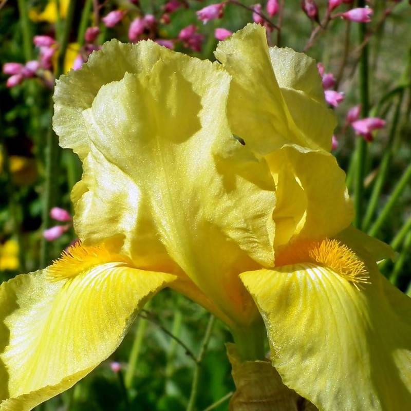 Iris des jardins Ola Kala à fleurs Jaune/ - feuillage Caduc - Godet - 5/20 cm - Imagen 1