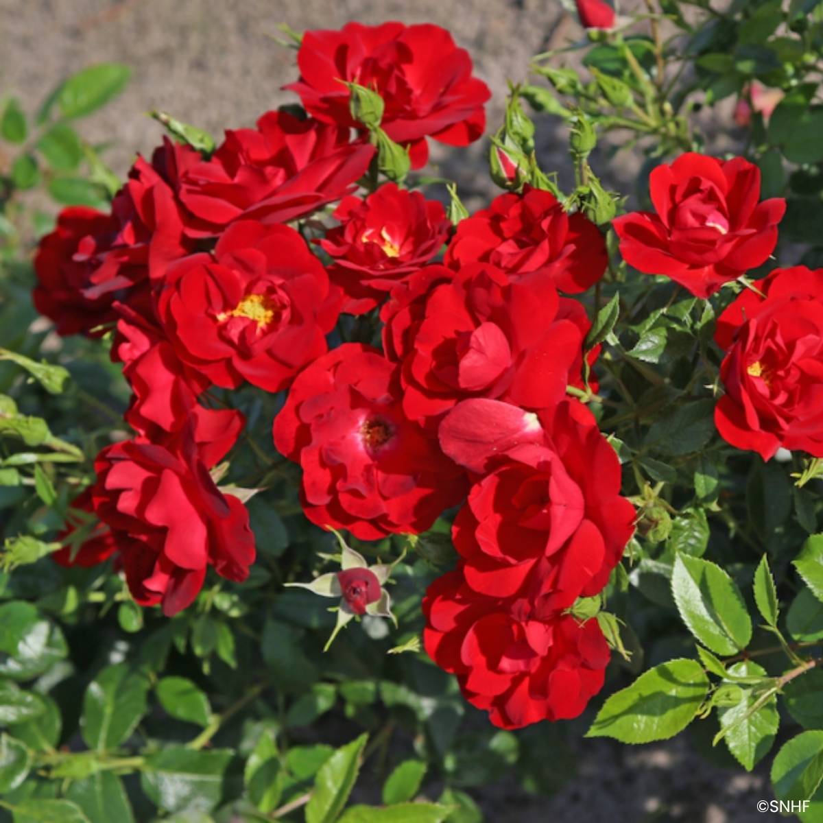 Promesse de Fleurs - Rosier à fleurs groupées Société Nationale d'Horticulture de France Pot de 3L/4L