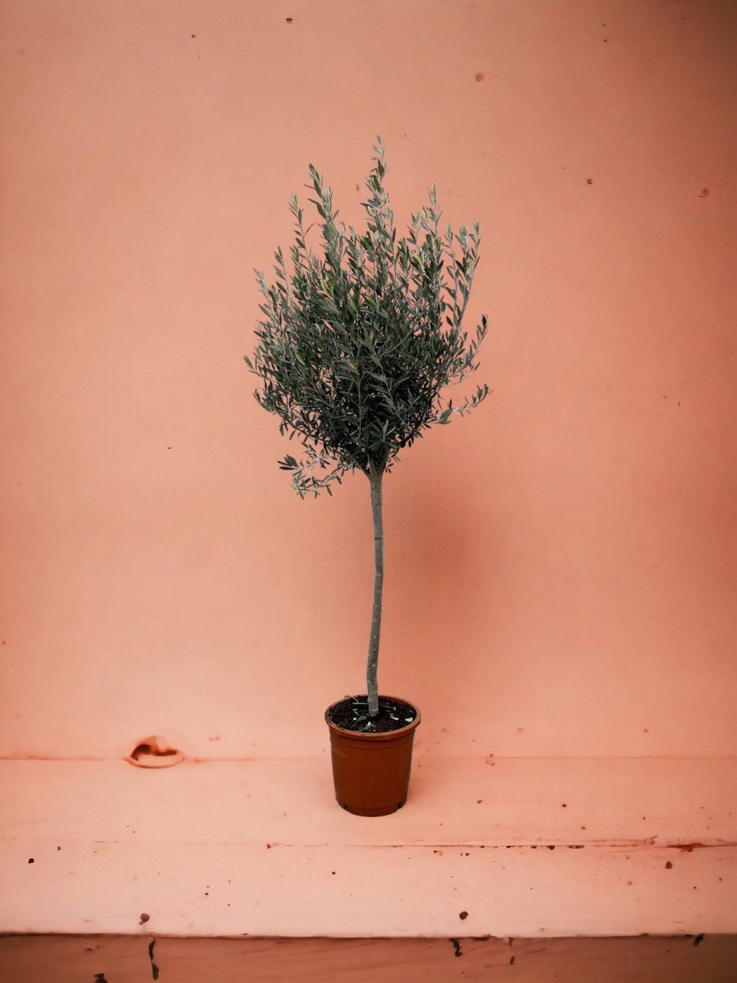 Olivier - Olea Europaea tronc 160cm - Plante d'intérieur- La Green Touch - Imagen 2