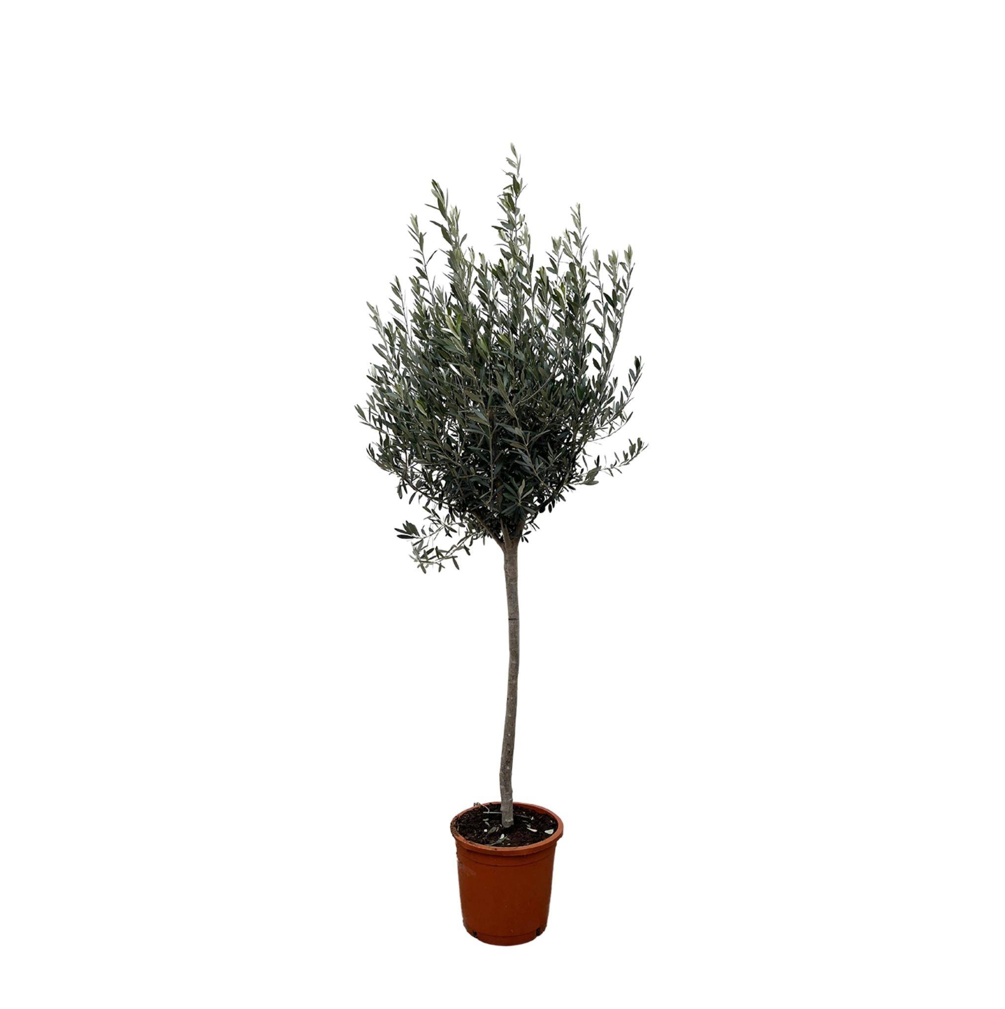 Olivier - Olea Europaea tronc 160cm - Plante d'intérieur- La Green Touch - Imagen 1