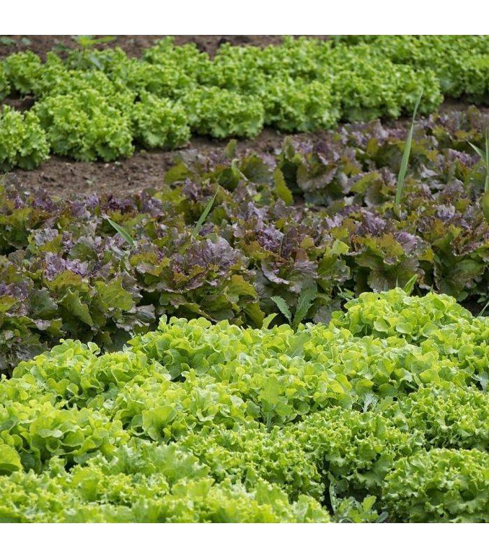 Paillage organique du potager 100% naturel, 48 sacs de 50 l - PRO217-48x50L - Image 3