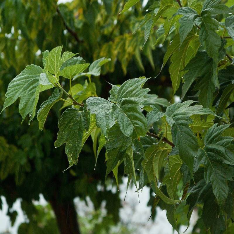 Platane commun à fleurs Rouge - feuillage Caduc - Pot de 15L - Tige 8/10 - Haut. 150/175 cm-  hauteur à maturité Plus de 20 m