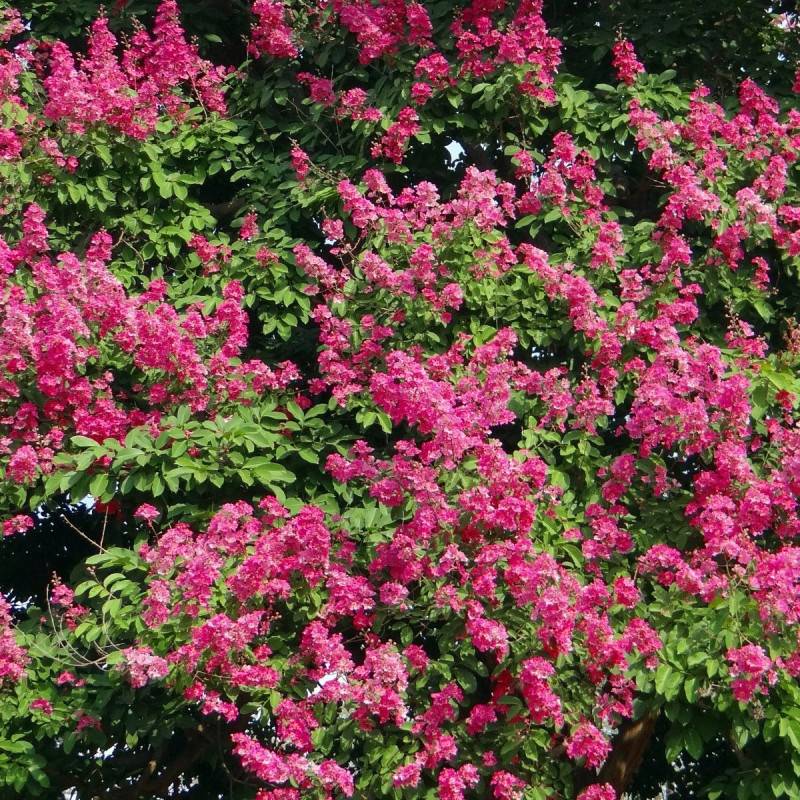 Lilas des Indes Red Imperator, Lagerstroemia à fleurs Rouge - feuillage Caduc - Pot de 3L - 40/60 cm-  hauteur à maturité De 2,50 m à 3,00 m - Imagen 1