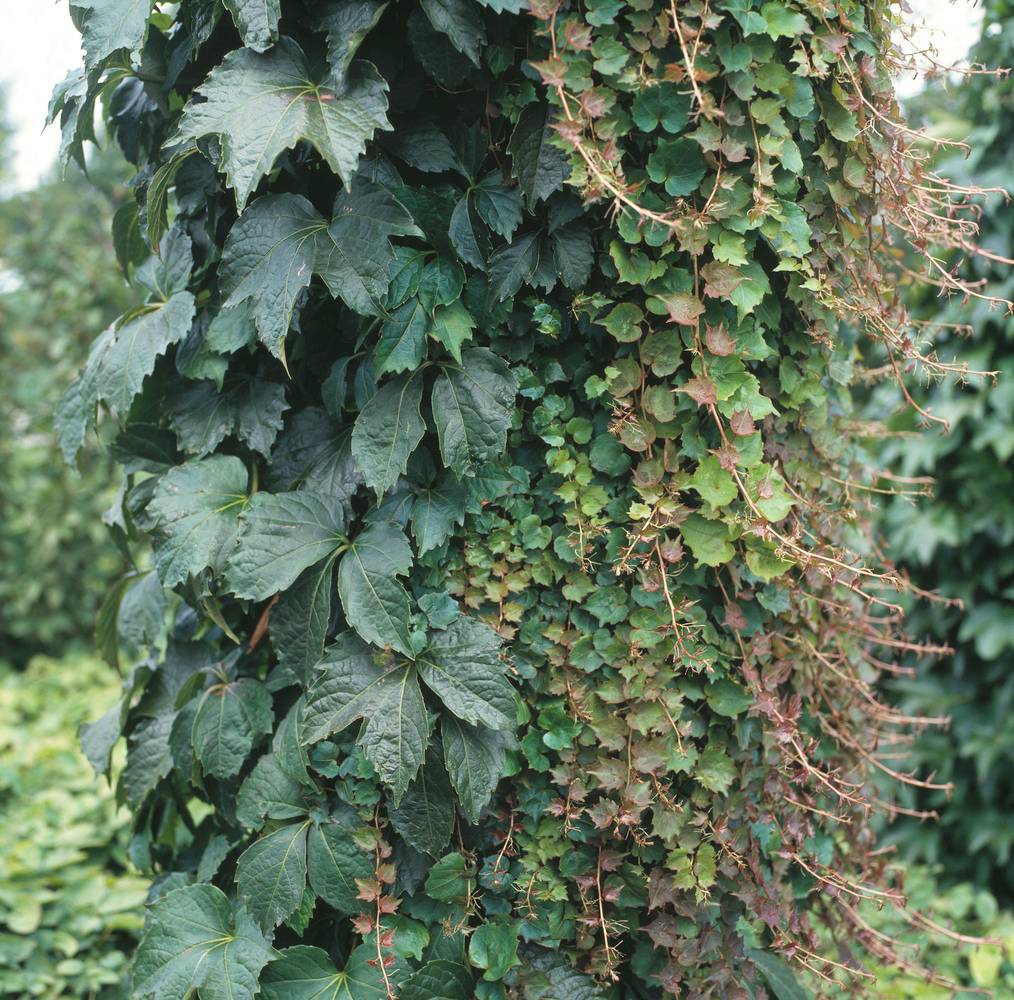 Vigne vierge Robusta