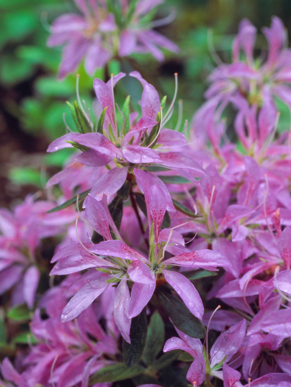 Azalée japonaise 'Koromo Shikibu'
