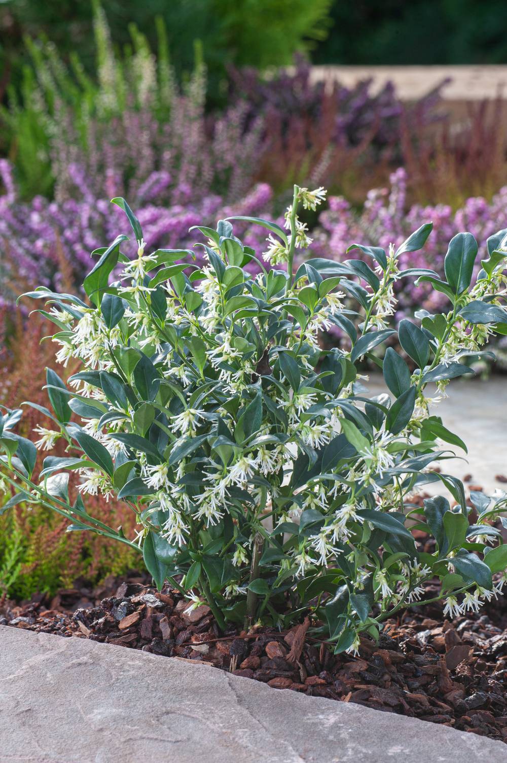 Sarcococca confusa
