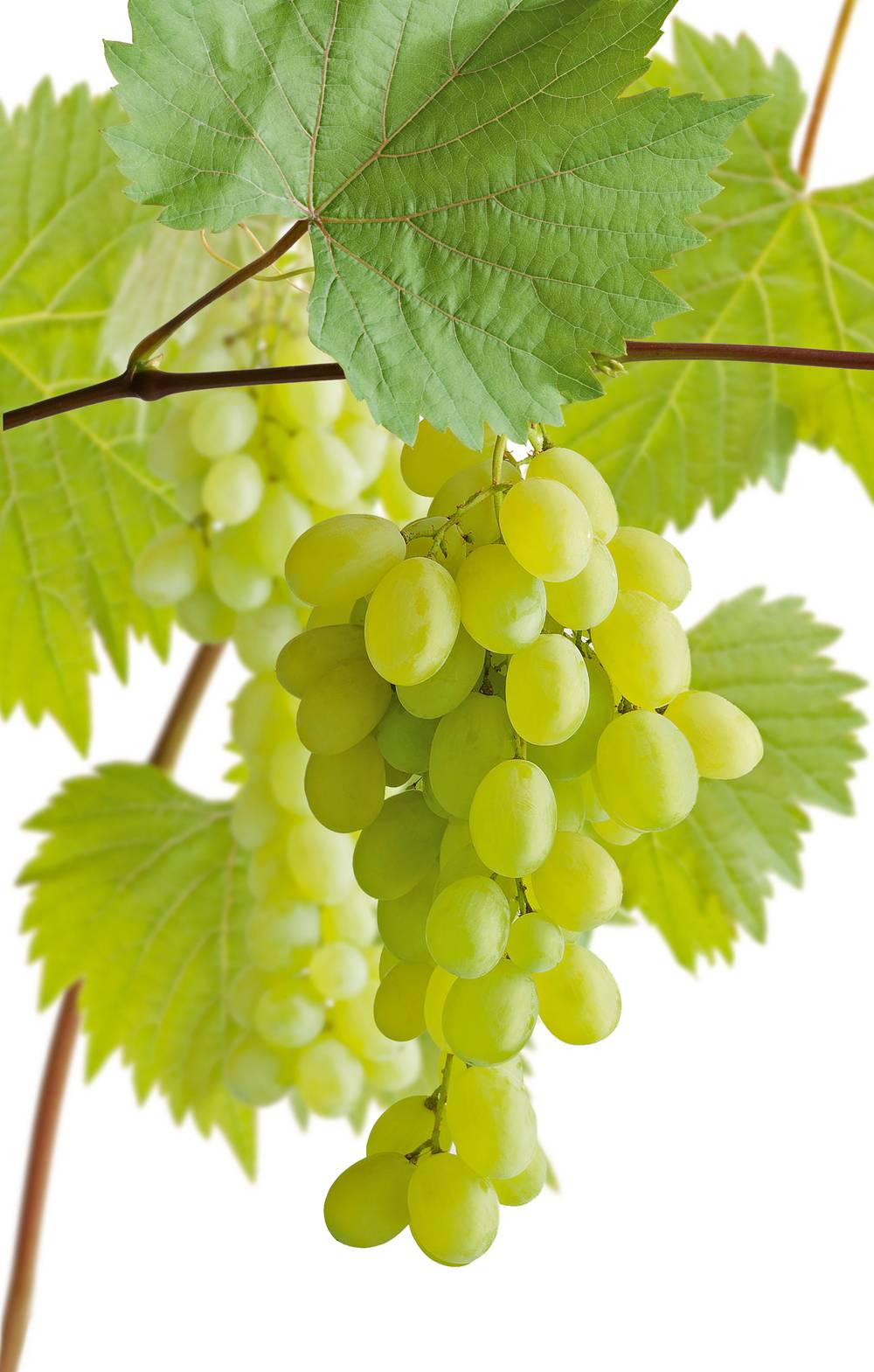 Vigne 'Perle de Csaba'