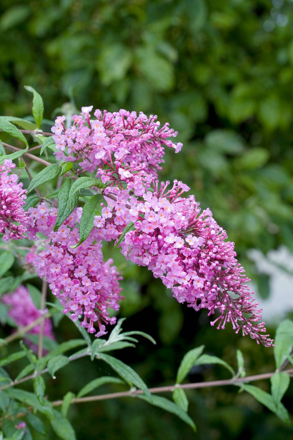 Buddleja davidii 'Pink Delight' - Arbre aux papillons