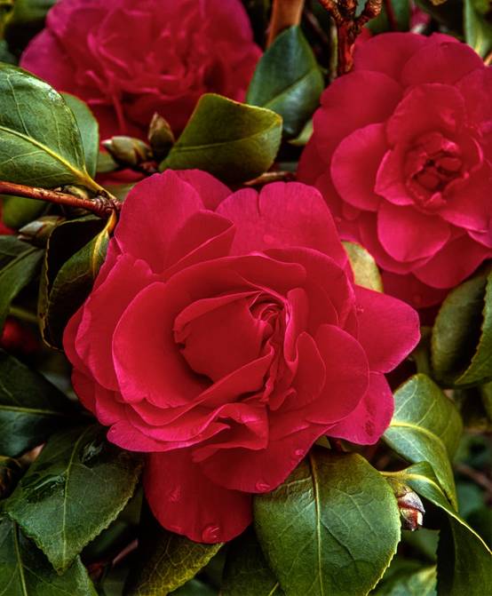 Camellia x 'Tom Knudsen' - Camélia du Japon