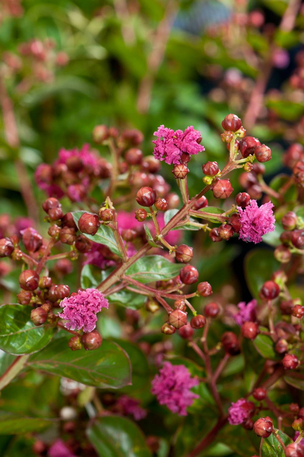 Lagerstroemia indica Indya Charms 'Braise d'Ete'®
