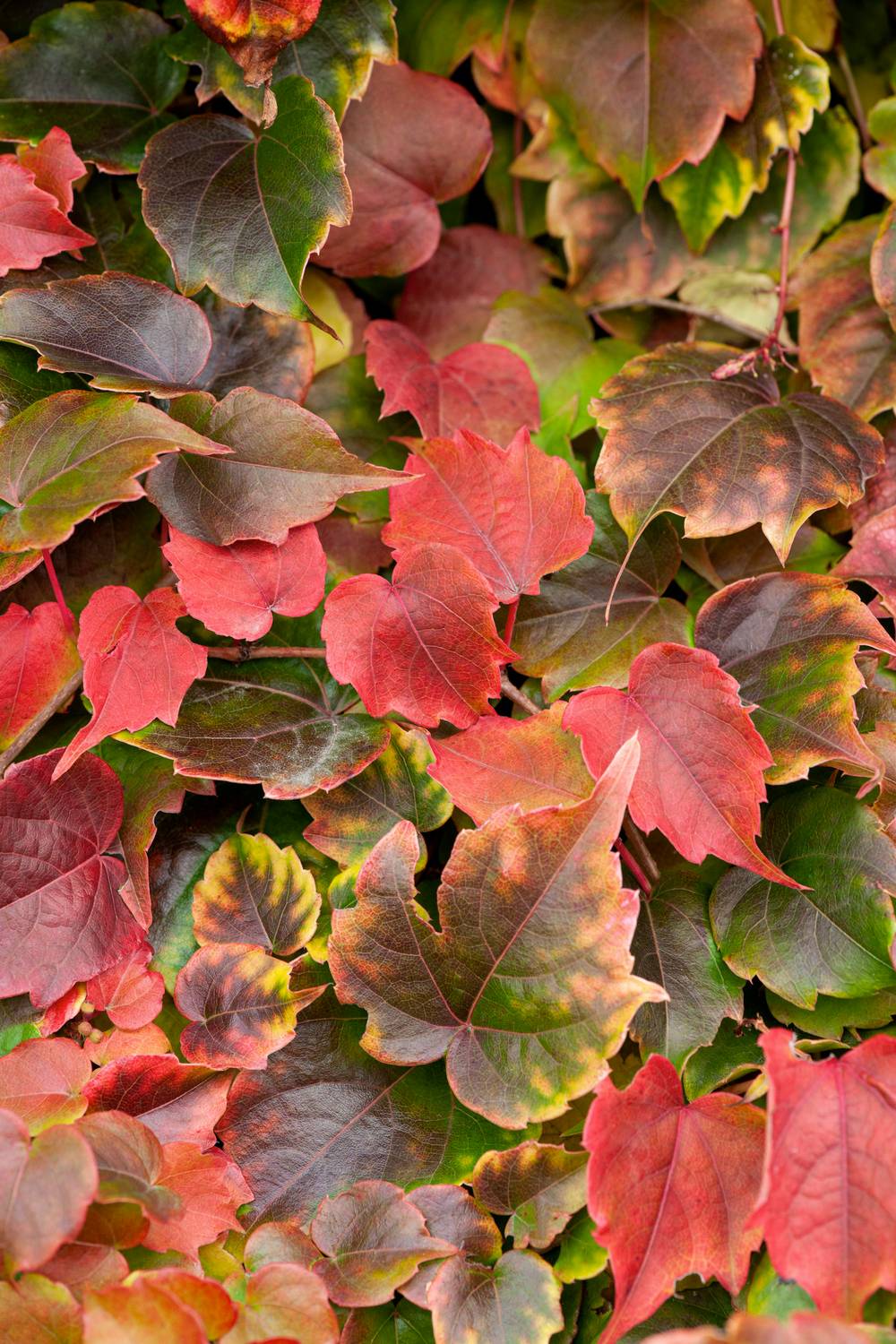 Parthenocissus tricuspidata 'Veitchii'