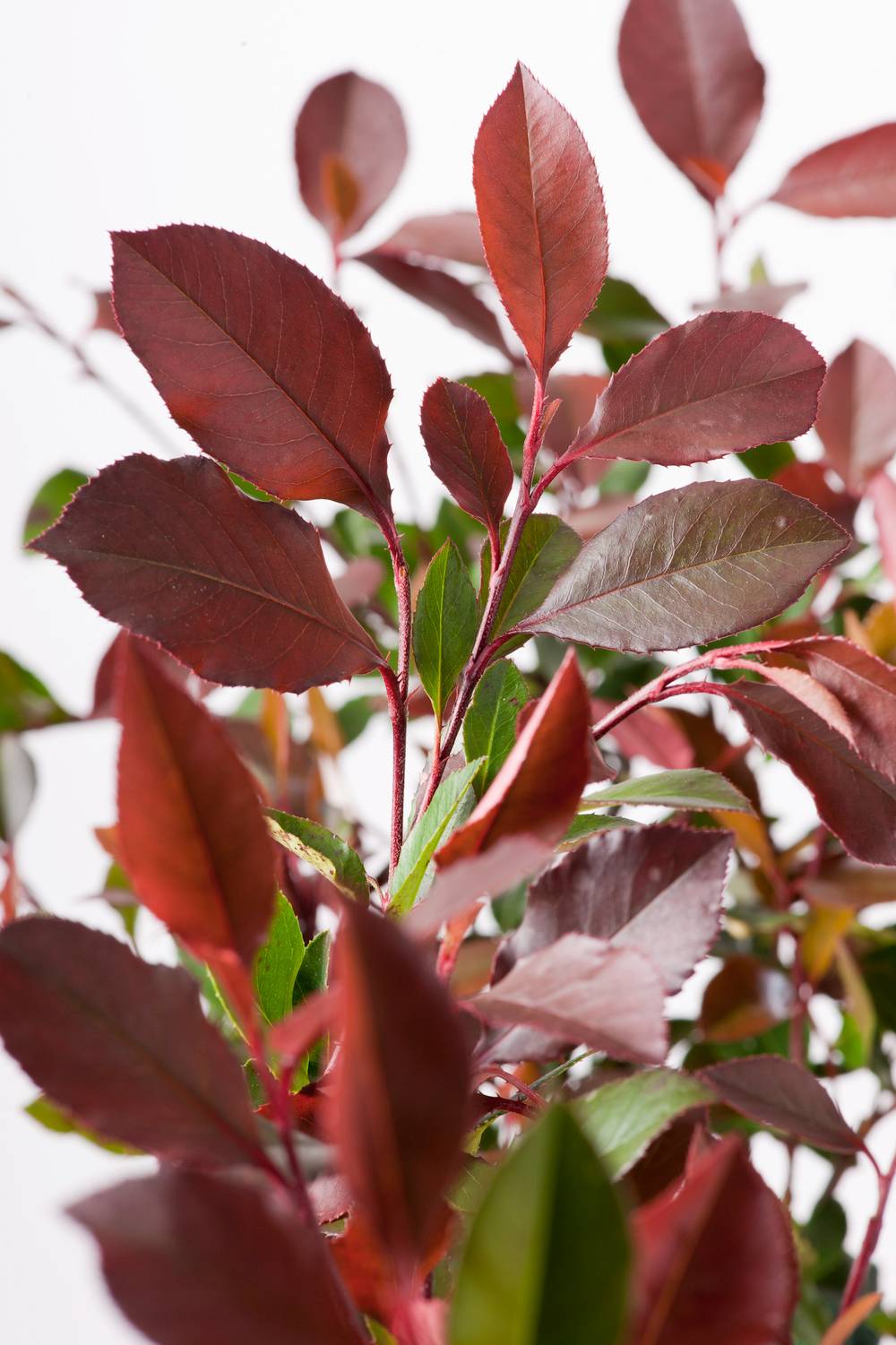 PHOTINIA fraseri 'Red Robin' HVE 60/80 C15L