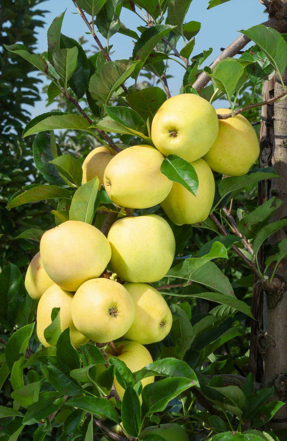Pommier 'Golden Delicious'