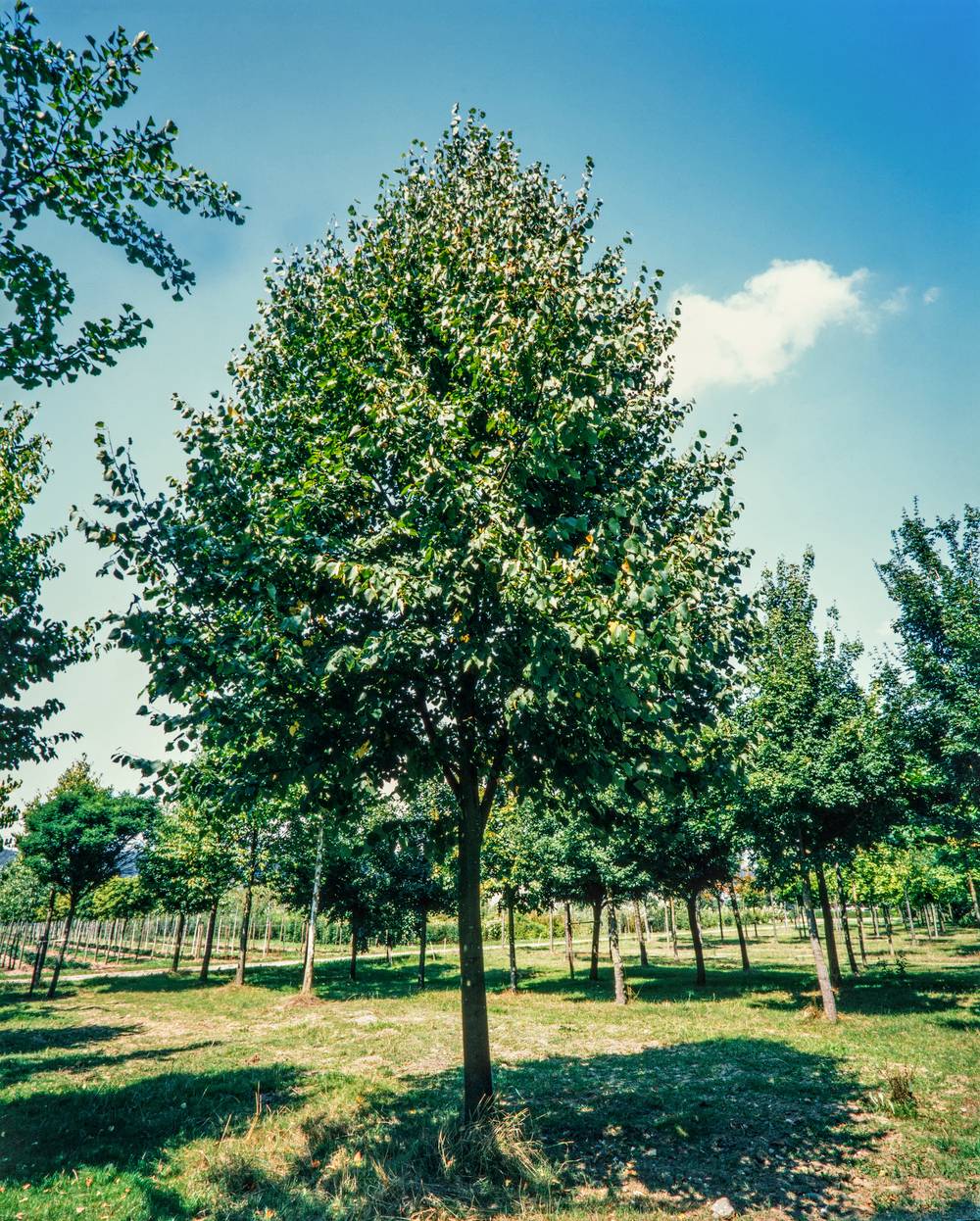 Tilia cordata 'Greenspire' - Tilleul à petites feuilles