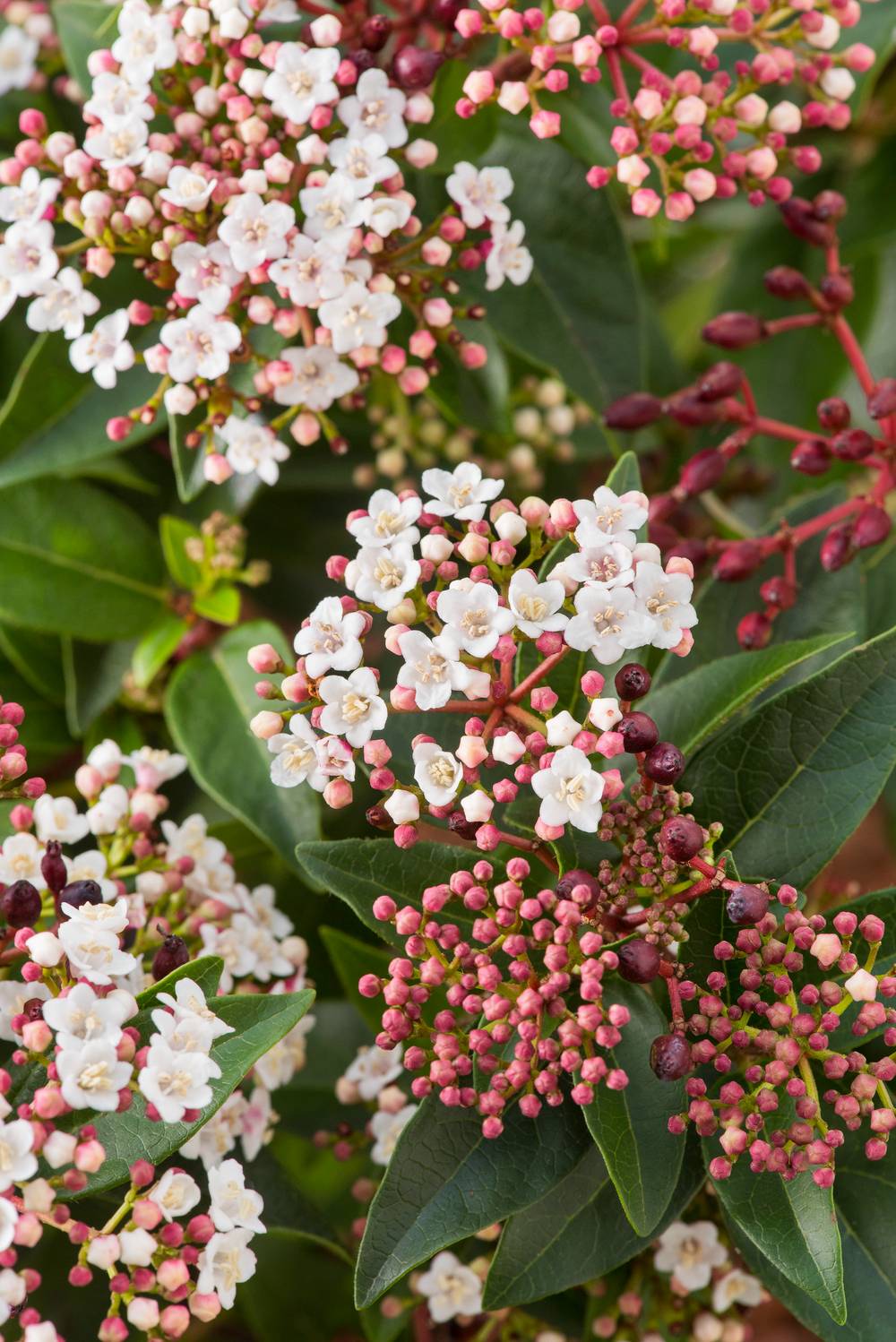 Laurier tin (Viburnum tinus)