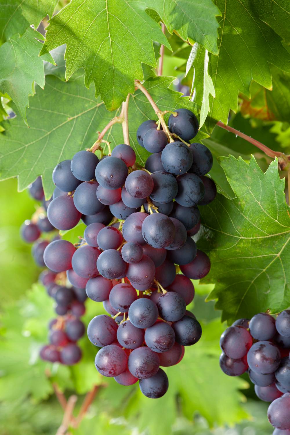 Vigne Ampelia® 'Aladin'