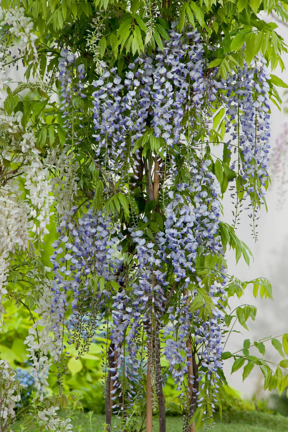 Wisteria floribunda 'Macrobotrys' - Glycine du Japon